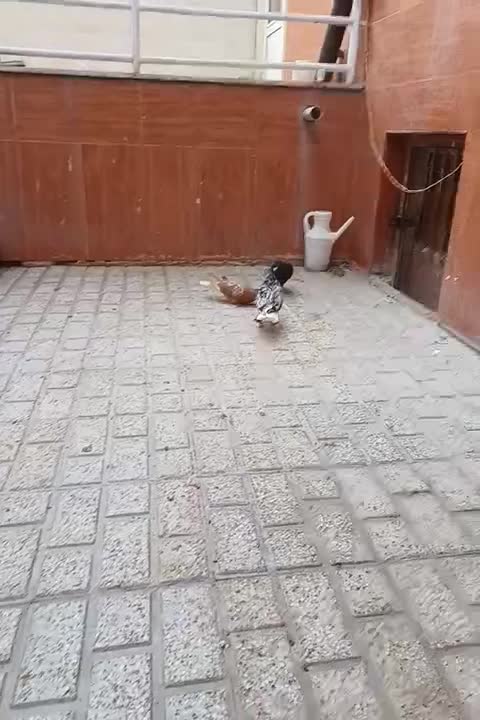 زرد و سرخ و جوجه فقط موندن باقی فروخته شد|پرنده|نیشابور, شهرک قدس|دیوار