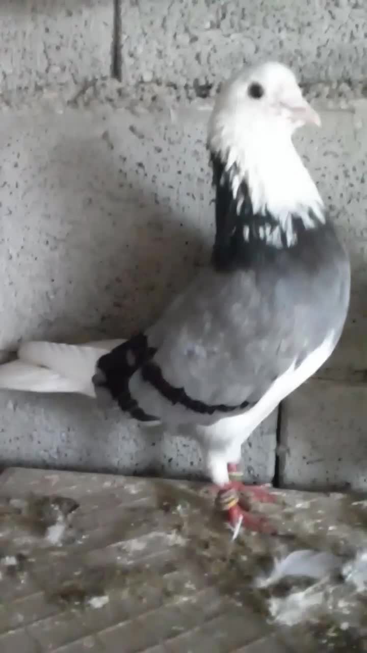 ابلغ سبز|پرنده|بندر ترکمن, |دیوار