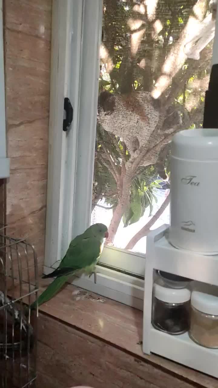 طوطی ملنگو پنج ماهه|پرنده|شیراز, فاضل|دیوار