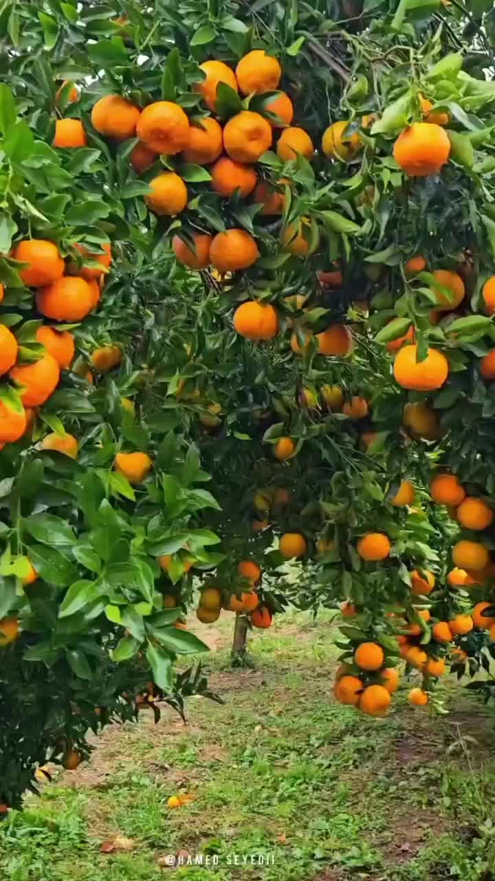 نهال تضمینی و شناسه دار|خدمات باغبانی و درختکاری|تبریز, |دیوار