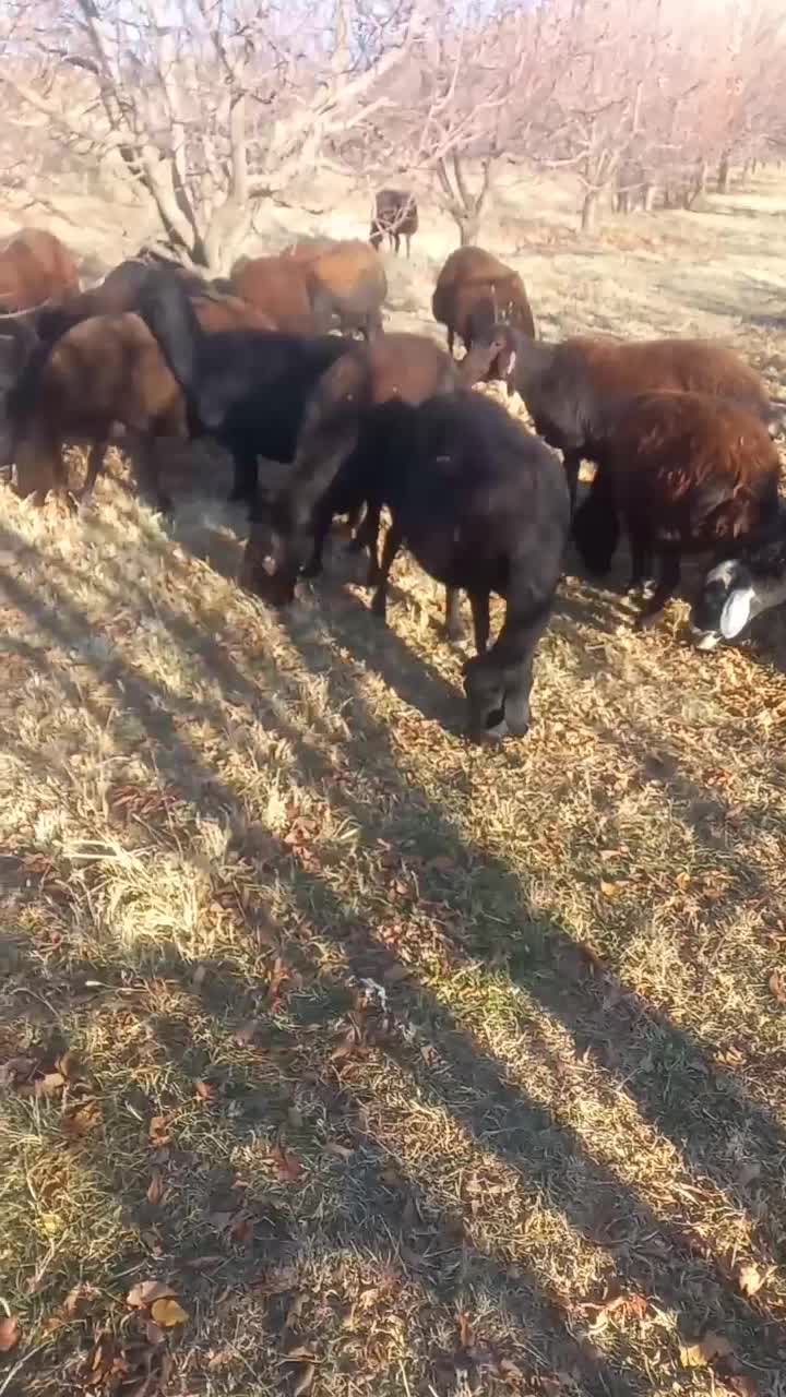 میش 47راس|حیوانات مزرعه|باروق, |دیوار