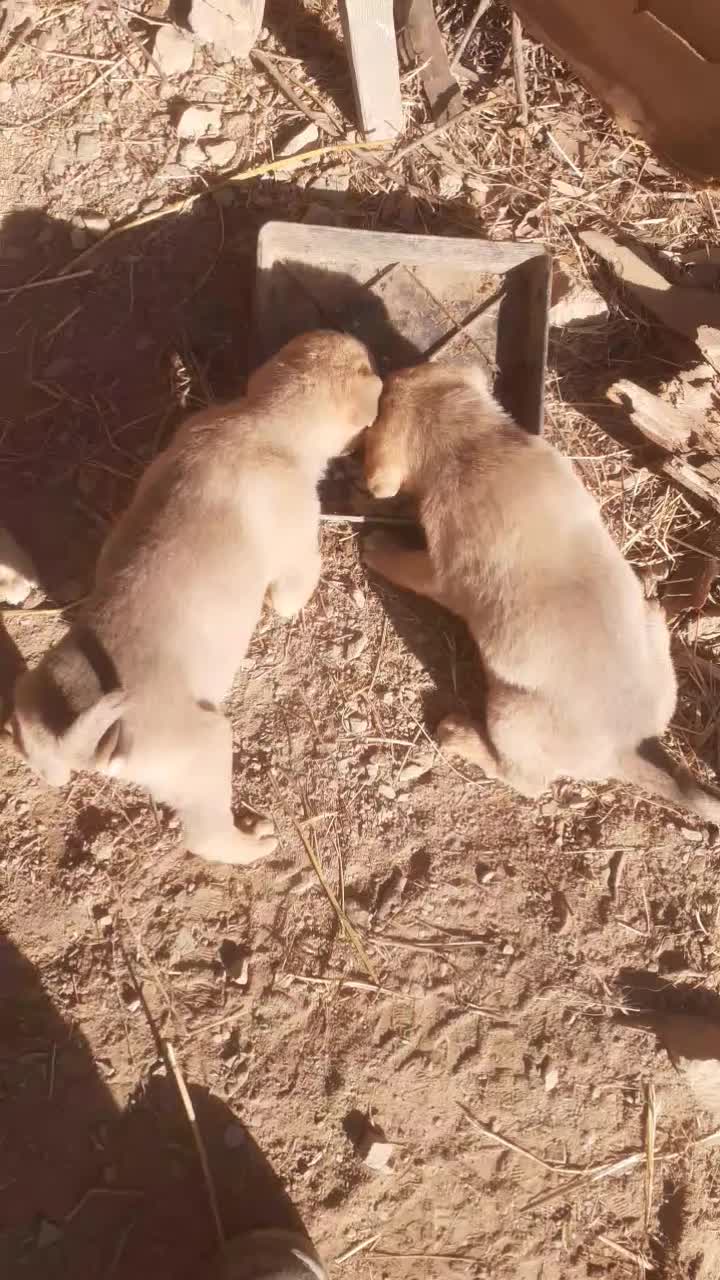 توله میکس|سگ|ماسوله, |دیوار