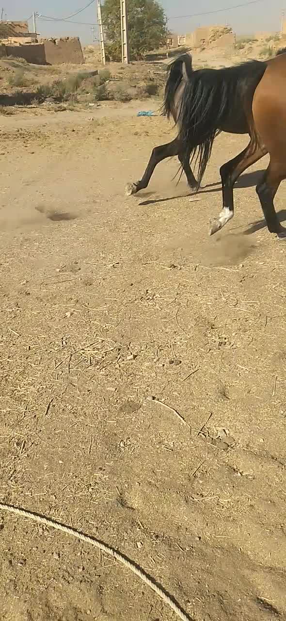 مادیان کورد|اسب و تجهیزات اسبسواری|زنجانرود, |دیوار