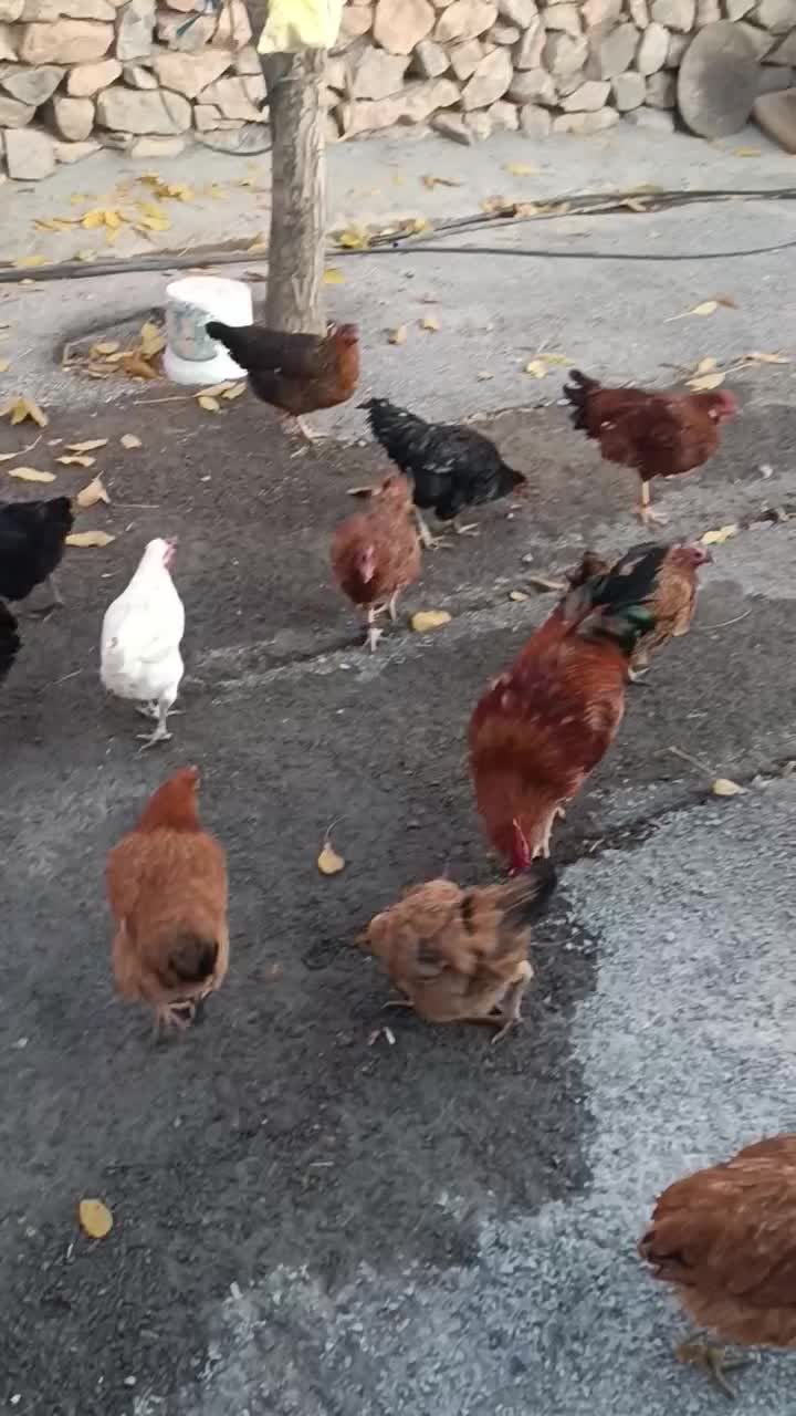 ۳۵ تا مرغ خروس|حیوانات مزرعه|فیروزآباد (لرستان), |دیوار