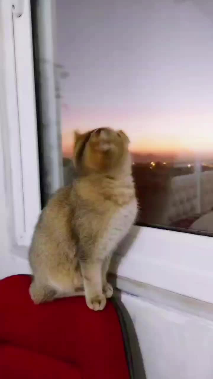 گربه اسکاتیش گلد|گربه|تهران, استاد معین|دیوار