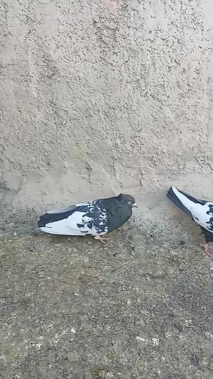 سینه ای کله ای فروشی|پرنده|اقلید, |دیوار