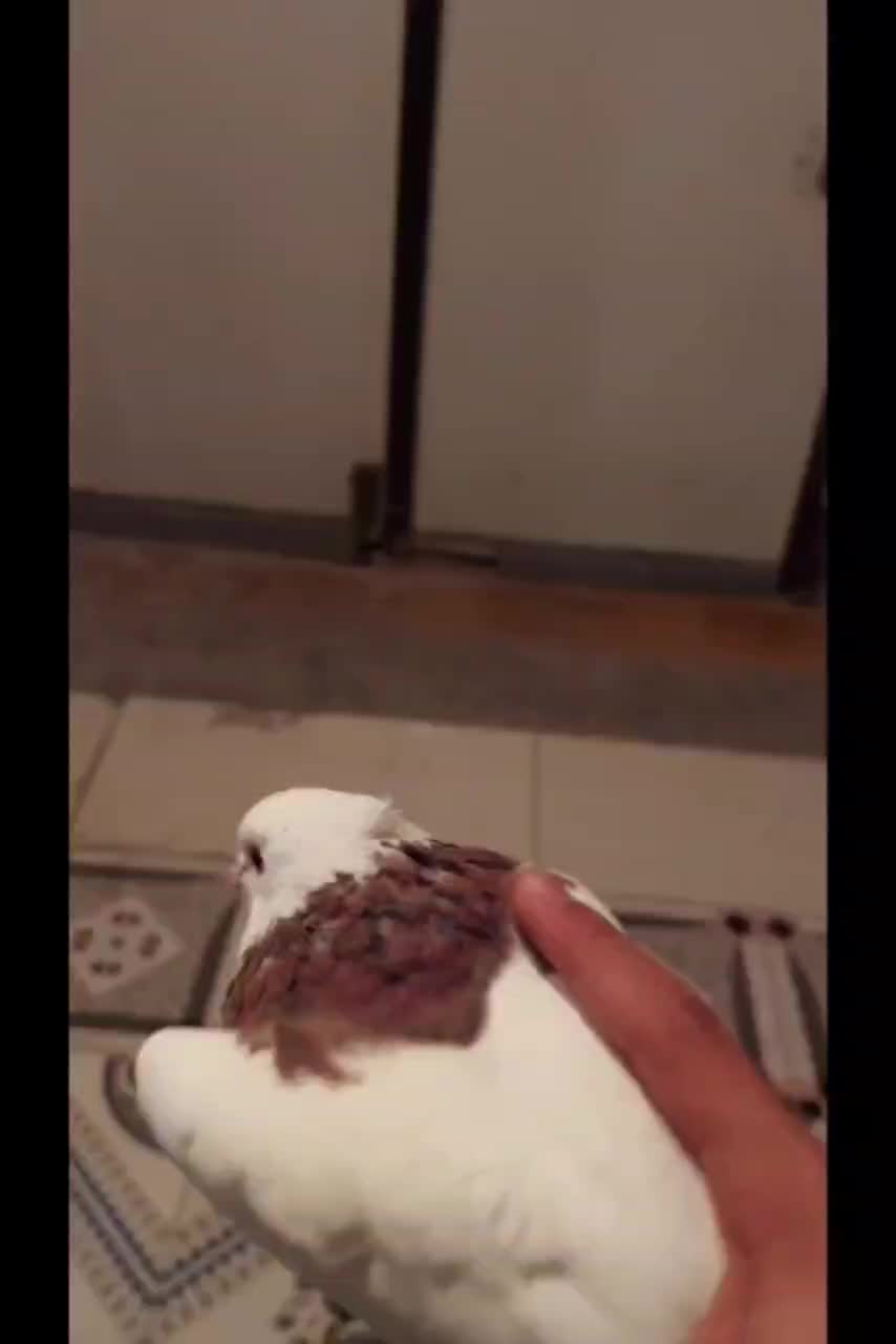 کبوتر نر طوق|پرنده|فیروزآباد (فارس), |دیوار