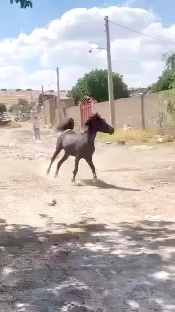 مادیان|اسب و تجهیزات اسبسواری|بوکان, |دیوار