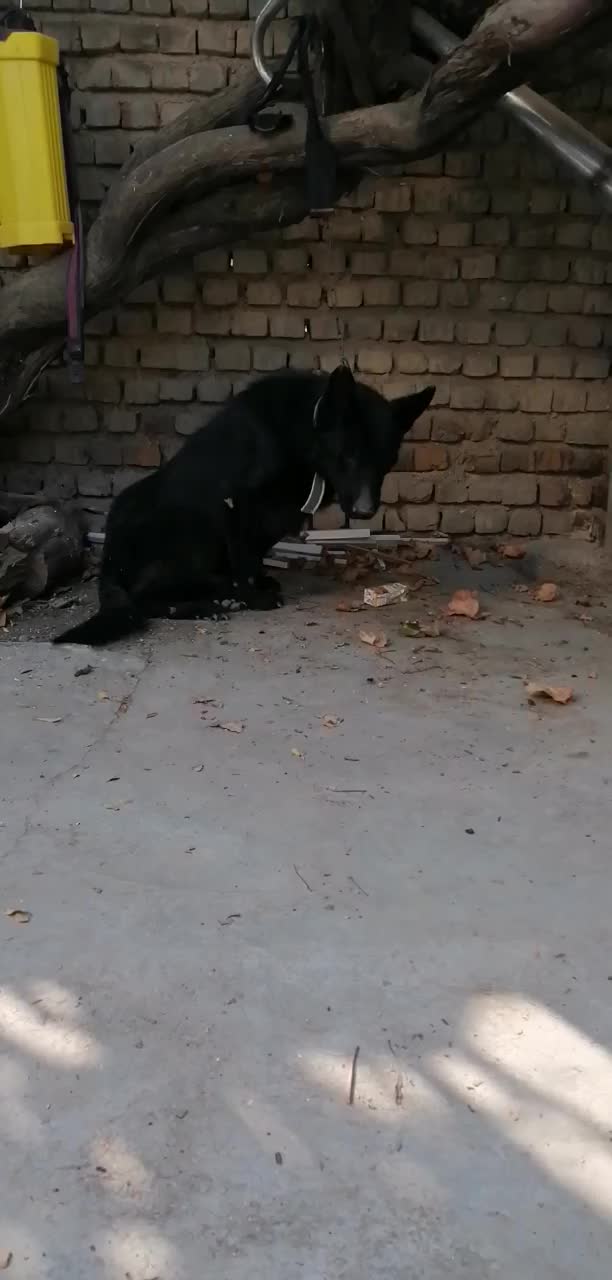 ژرمن بلک سن یکسال حرف گوش کن هوش بالا|سگ|گرگان, |دیوار