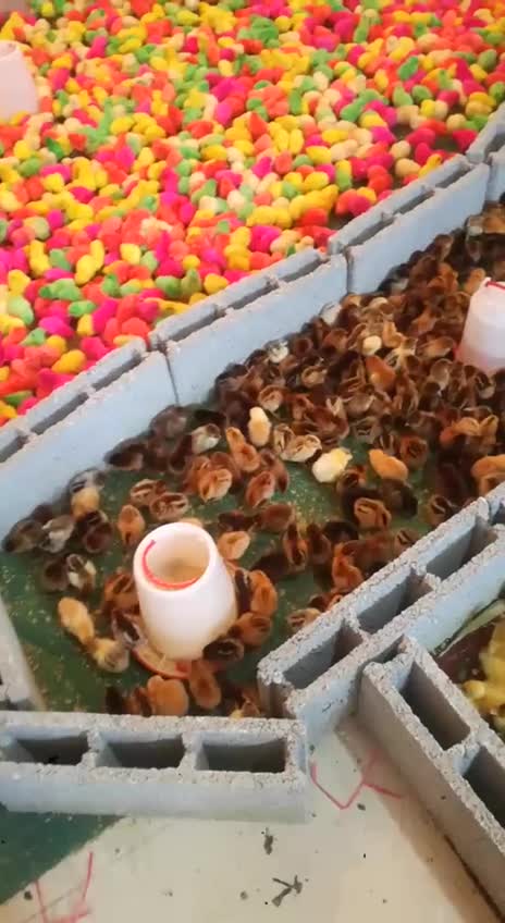 جوجه رنگی ارسال از قم|حیوانات مزرعه|اهواز, کیانپارس |دیوار