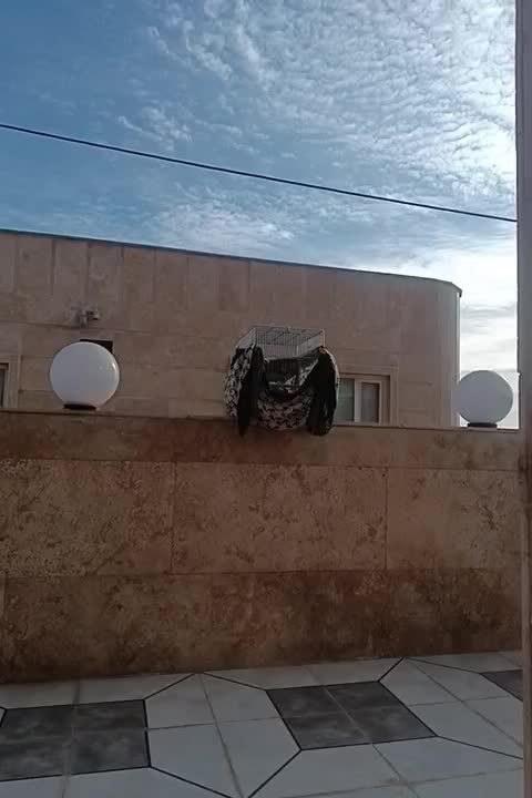 سهره قناری|پرنده|سنندج, |دیوار