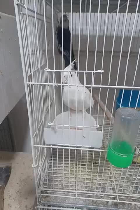 جفت‌های گرینچیک و کوتوله و عروس|پرنده|مشهد, شهرک امام هادی (شهرک غرب)|دیوار