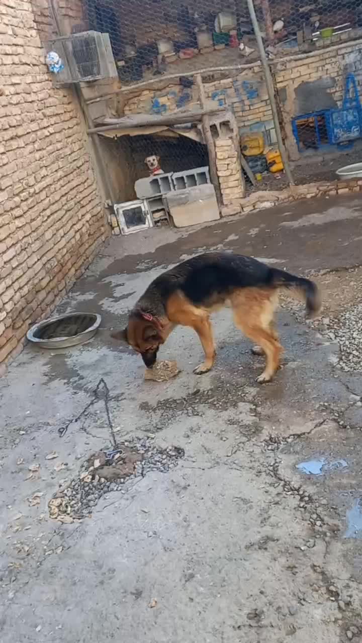 ژرمن ماده|سگ|شهرکرد, |دیوار