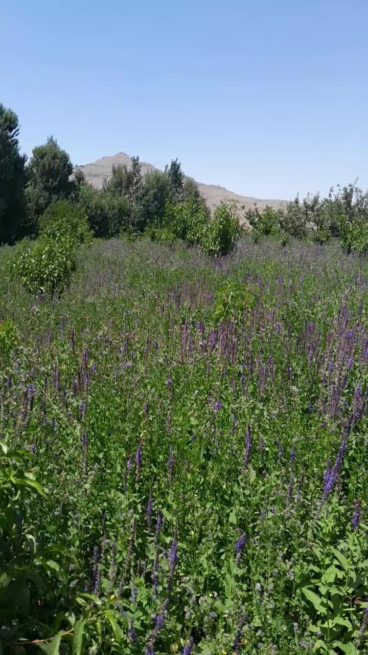 فروش باغ در روستا اقدرق به علت نیاز مالی|فروش زمین و ملک کلنگی|مشگین شهر, |دیوار