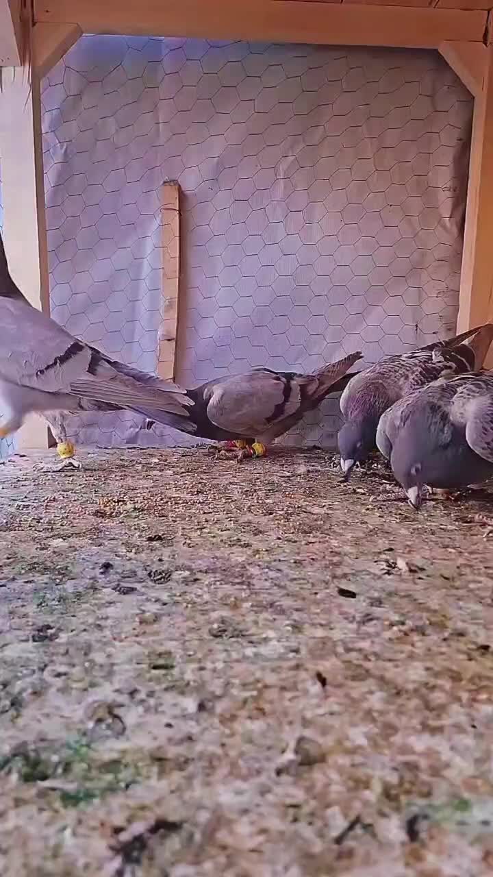 کبوتر|پرنده|قزوین, |دیوار