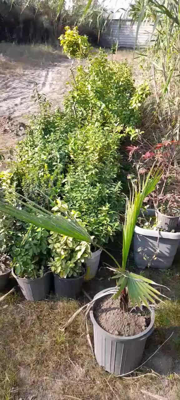 شمشاد طلایی و ابلق..سبز|گل و گیاه طبیعی|خرم‌آباد (تنکابن), |دیوار