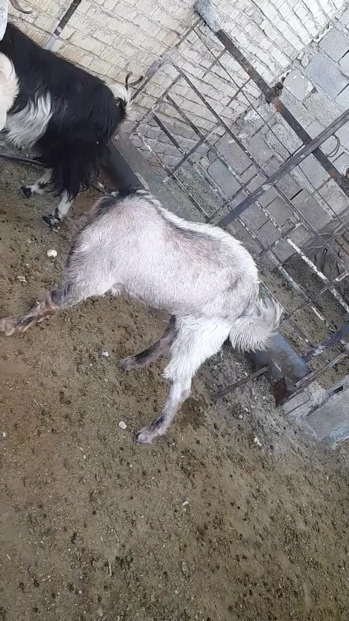 کهره چپش بزری|حیوانات مزرعه|داراب, |دیوار