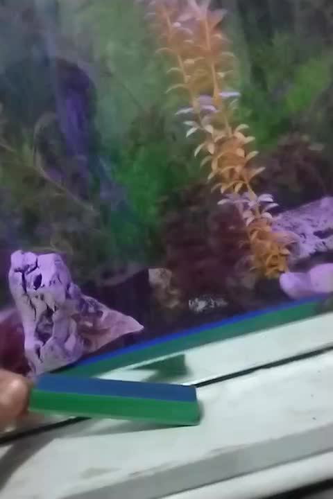 پمپ اکسیژن آکواریوم معاوظه|ماهی|مشگین شهر, |دیوار