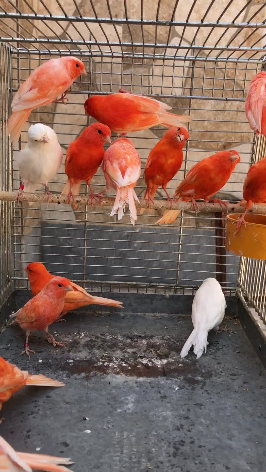 پرورش قناری فکتور|پرنده|خوی, |دیوار