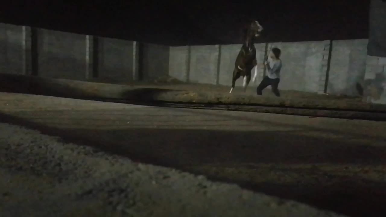 اسب|اسب و تجهیزات اسب‌سواری|اصفهان, نصرآباد|دیوار