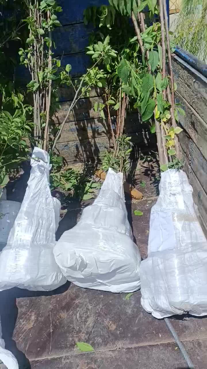 نهال گردو گلدانی خوشه ای کاشت آسان تابستانی|خدمات باغبانی و درختکاری|اصفهان, جوزدان الیادران|دیوار