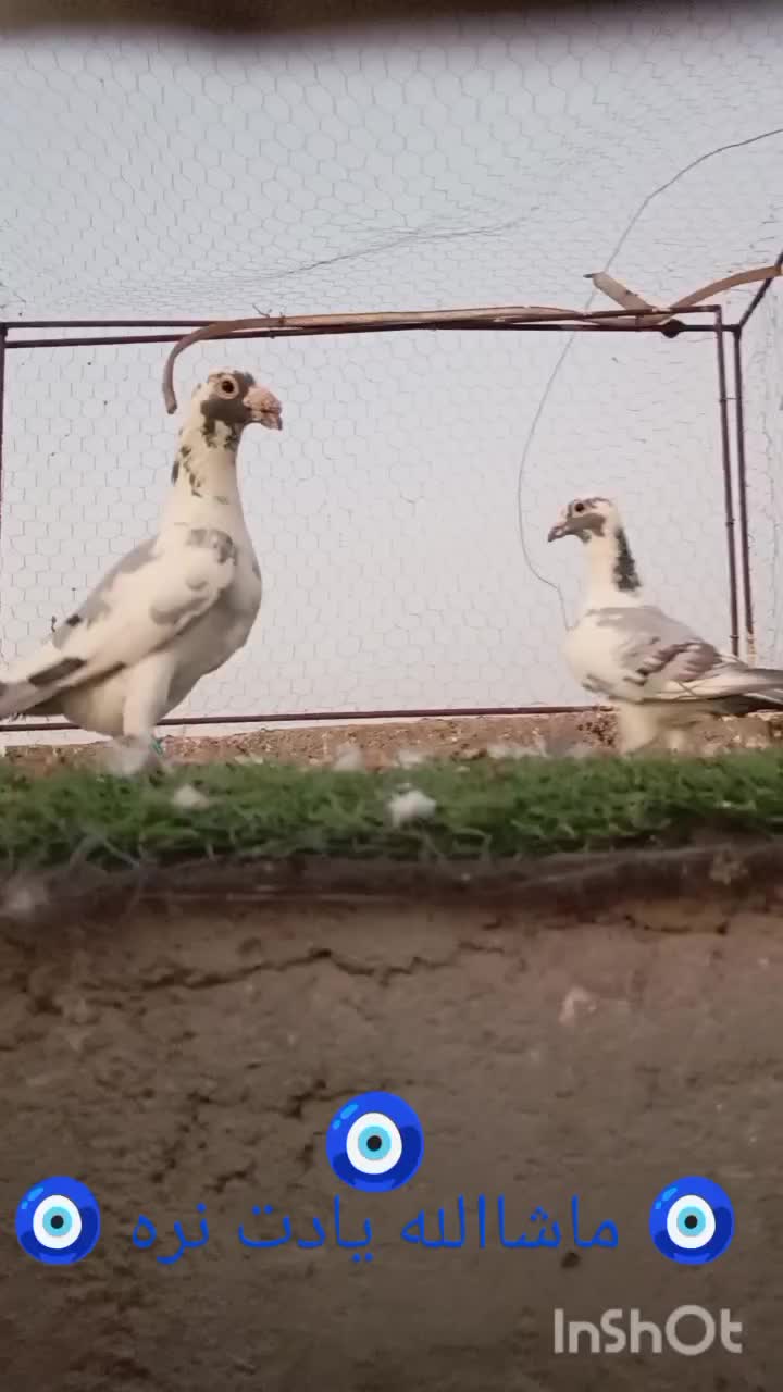 نر ماده پلنگ سبز مسافتی عطیقه|پرنده|مشهد, مهدی آباد|دیوار