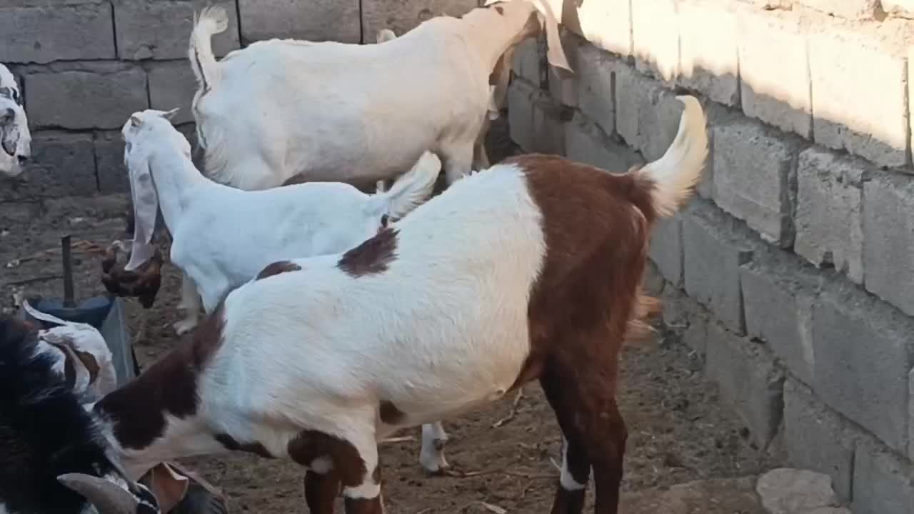 بزپاکستانی|حیوانات مزرعه|نصر آباد, |دیوار