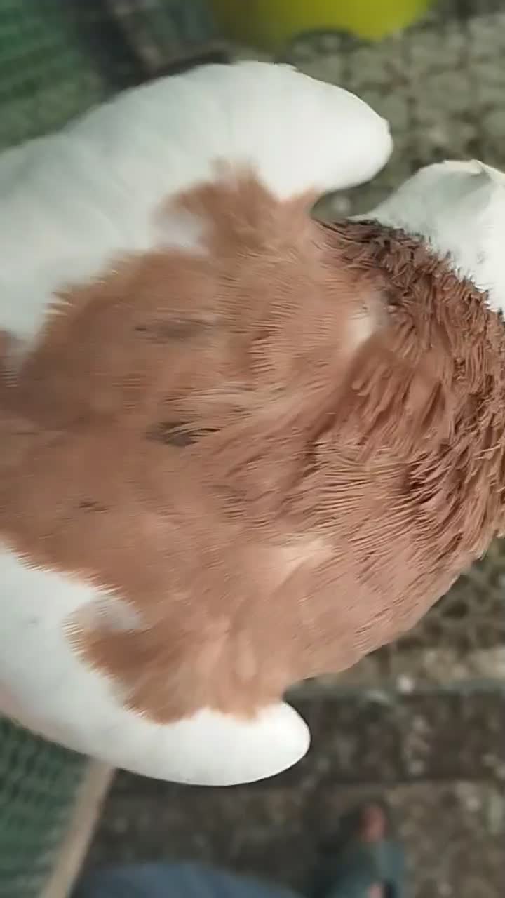 طوقی کرمانشاه|پرنده|رامیان, |دیوار