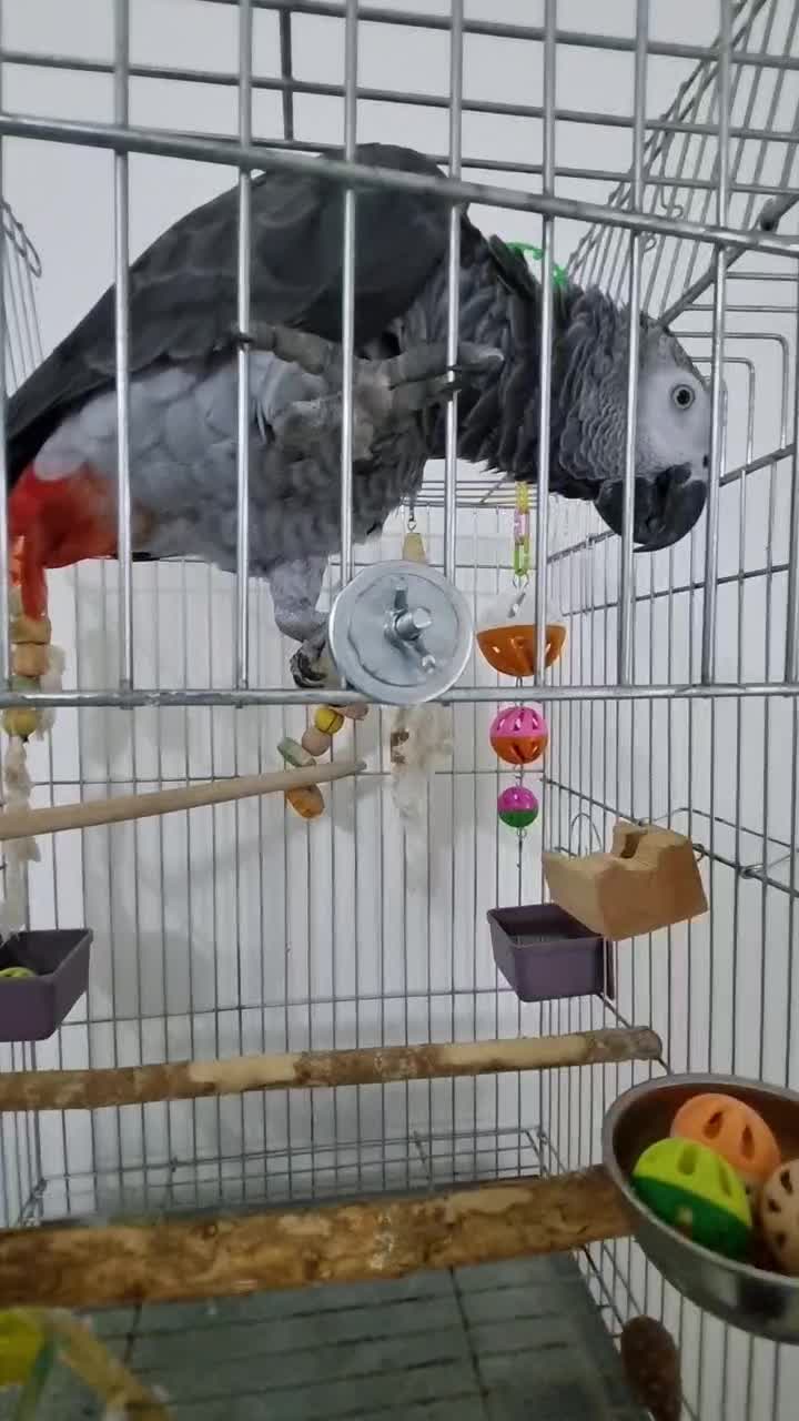 کاسکوی رام و اهلی|پرنده|گلپایگان, |دیوار