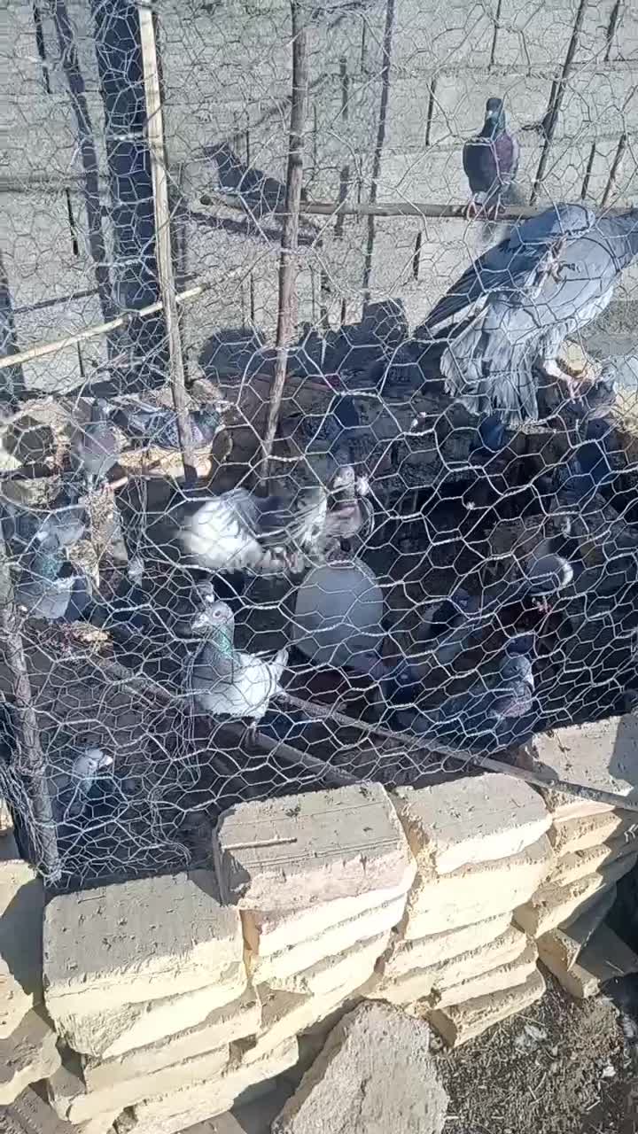 کفتر آلمانی پرشی نژاد دار|پرنده|جغتای, |دیوار