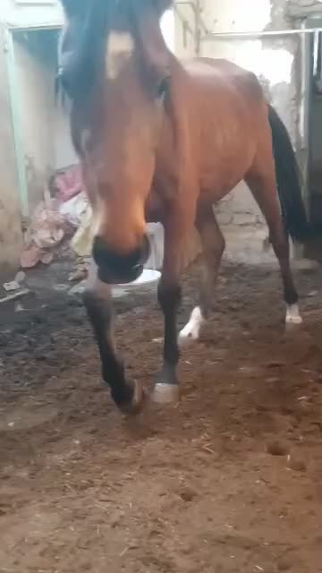 مادیون کرد دوسال  نیم|اسب و تجهیزات اسب‌سواری|پیشوا, |دیوار