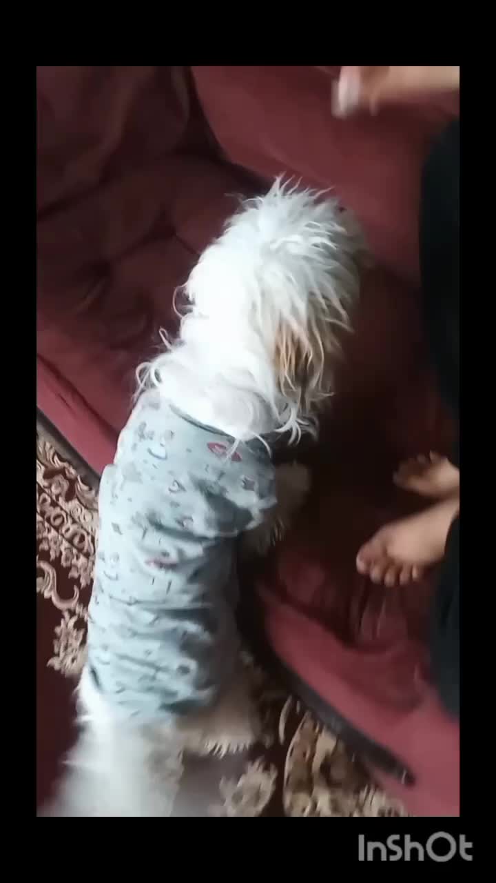 سگ پاکوتاه|سگ|اسفراین, |دیوار