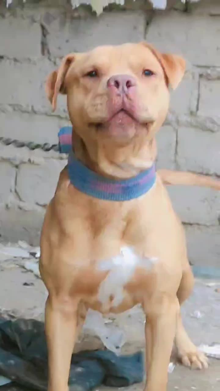 این سگ گم شده هرکی خبری ازش بده مژدگانی خوبی میدم|سگ|زابل, |دیوار