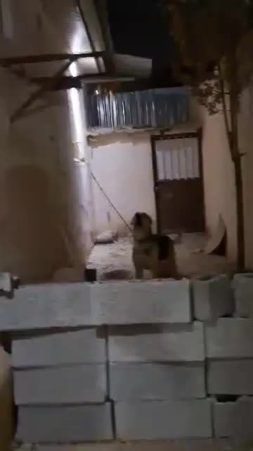 سگ سرابی نگهبان شش دانگ|سگ|کرج, کمال‌شهر|دیوار