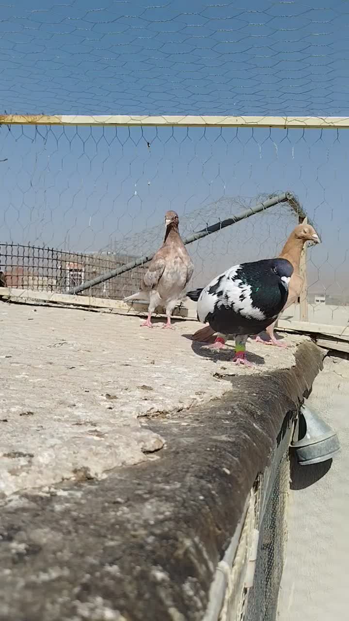 ابلغ نر|پرنده|تهران, آسمان|دیوار