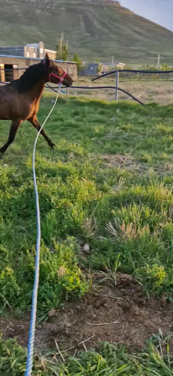 عرب کرد|اسب و تجهیزات اسب‌سواری|بیجار, |دیوار