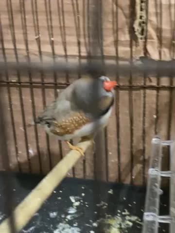 فروش پرنده زینتی|پرنده|رشت, نیکمرام|دیوار