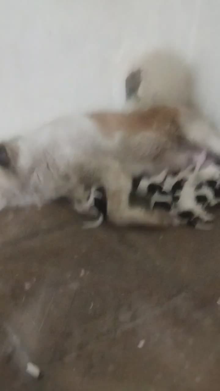 یک ماده خیلی زیبا و نگهبان|سگ|پاکدشت, پاکدشت (مامازند)|دیوار