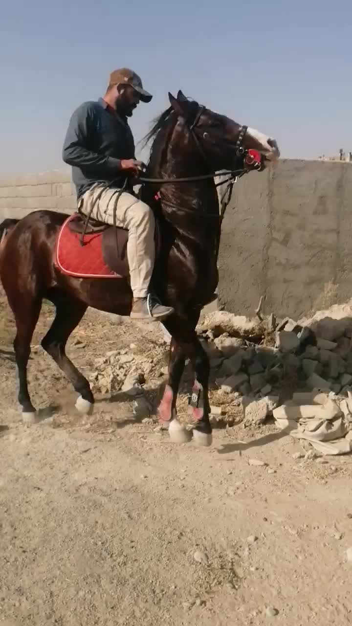 اسب کرد|اسب و تجهیزات اسب‌سواری|تهران, گیشا|دیوار