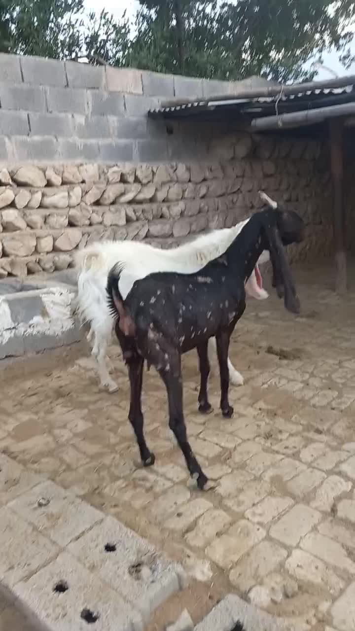 فروش بز و کهره و پازن کاموری و گلابی|حیوانات مزرعه|علامرودشت, |دیوار