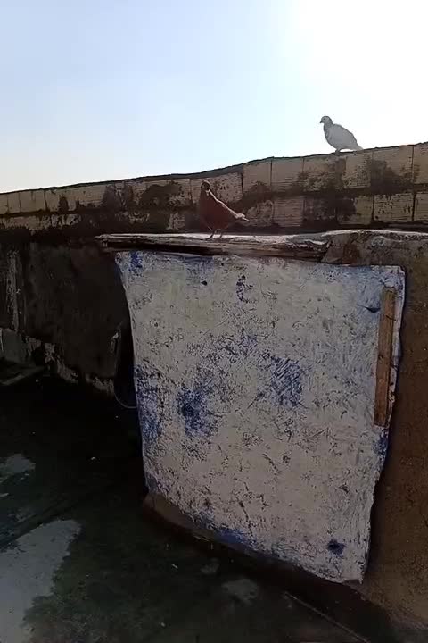 سرخ کاکلی ماده|پرنده|الوند, |دیوار