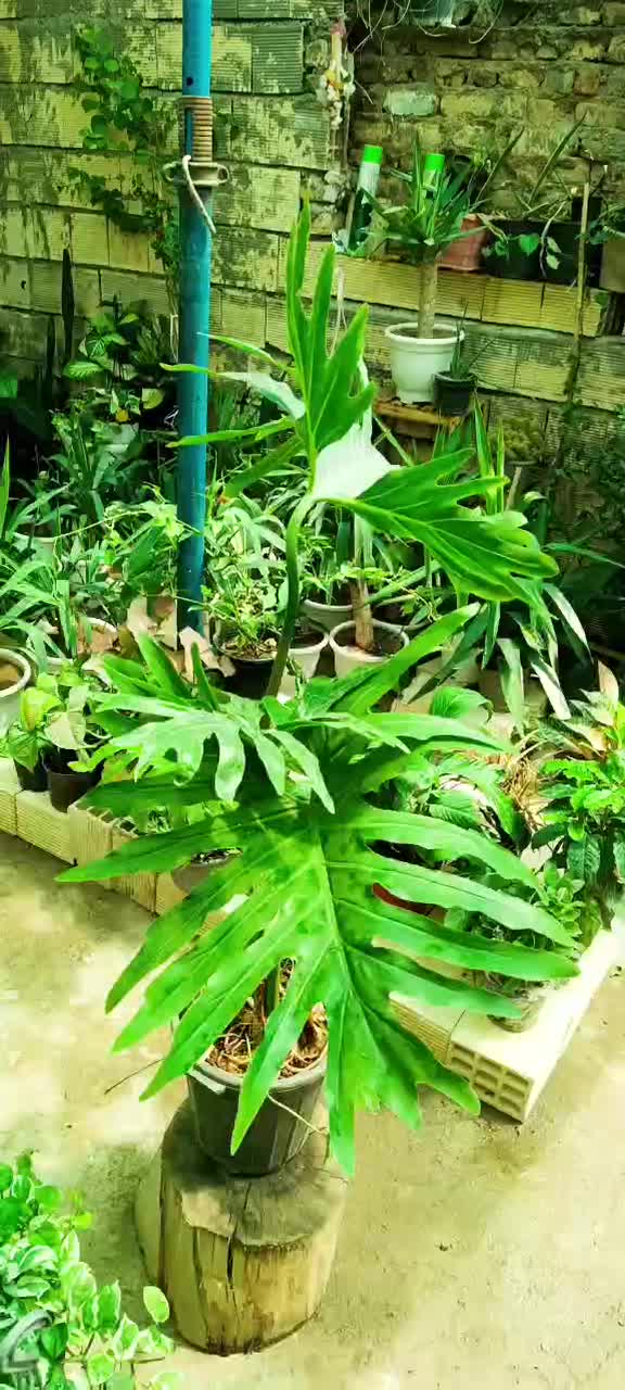حراج  بی نظیر گل برگ انجیری  مناسبت کادو زائرین 95|گل و گیاه طبیعی|اصفهان, باغ فدک|دیوار