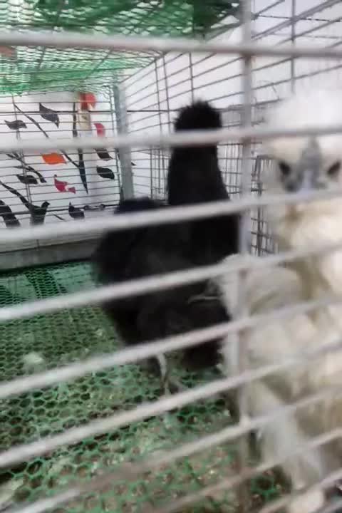 تخم نطفه دار نژاد ابریشمی ،جاپنیز ،محلی|حیوانات مزرعه|سمنان, |دیوار