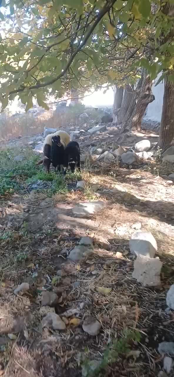 گوسفند بره دار بره هاش جفت نر هستن|حیوانات مزرعه|سراب, |دیوار