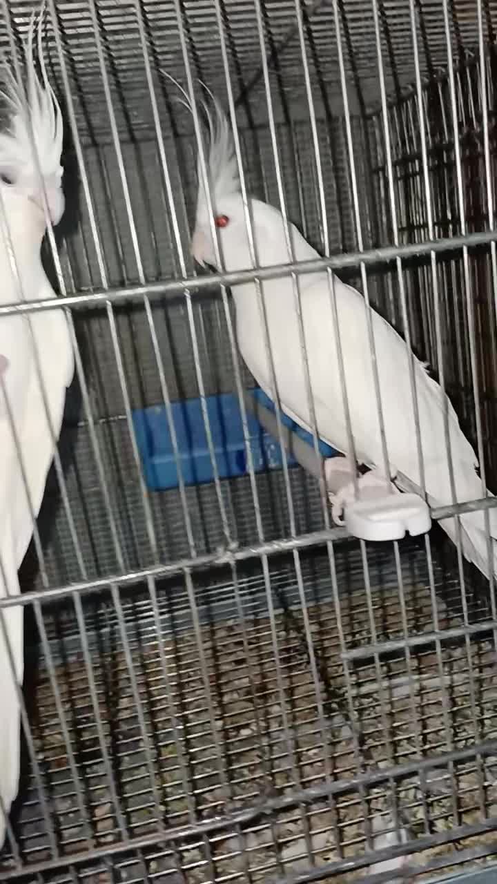 جفت عروس هلندی و کوتوله|پرنده|خمینیشهر, |دیوار