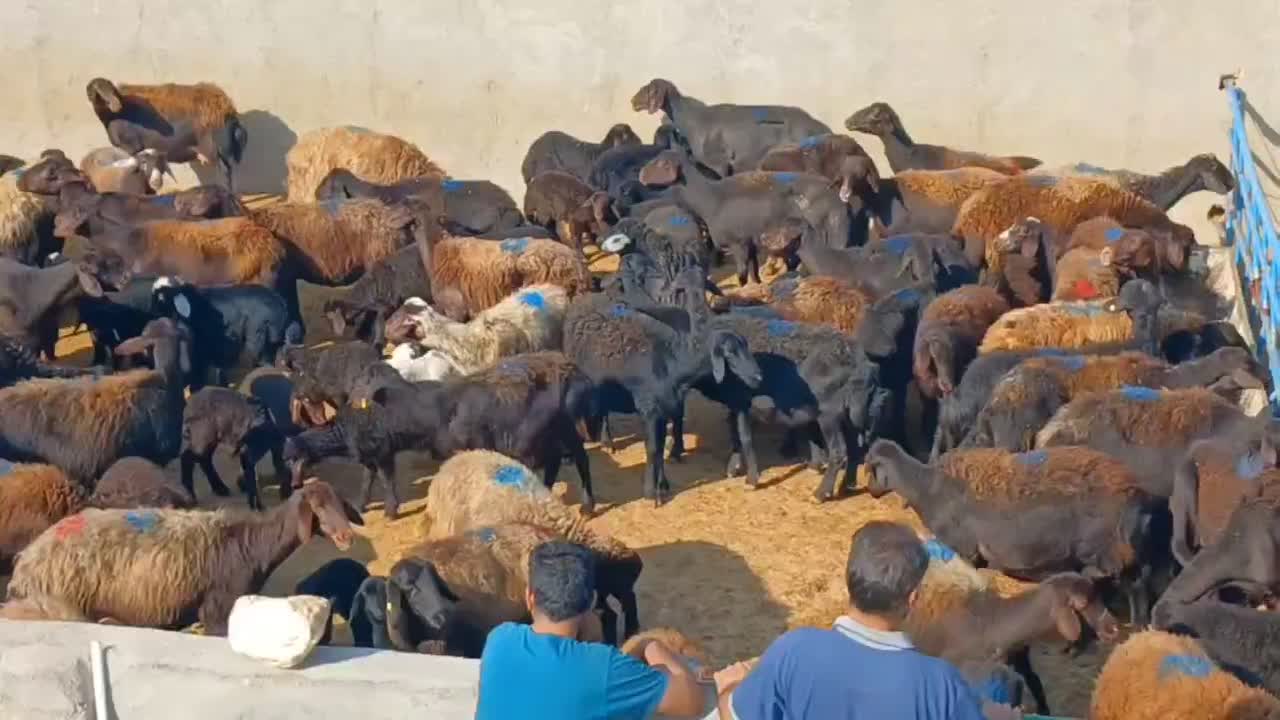 دامداری بزرگ سلحشور|حیوانات مزرعه|کرمان, |دیوار