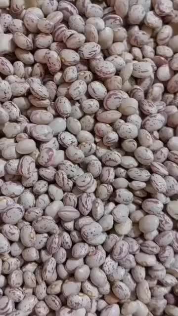 لوبیا چیتی|عمده‌فروشی|ابرکوه, |دیوار