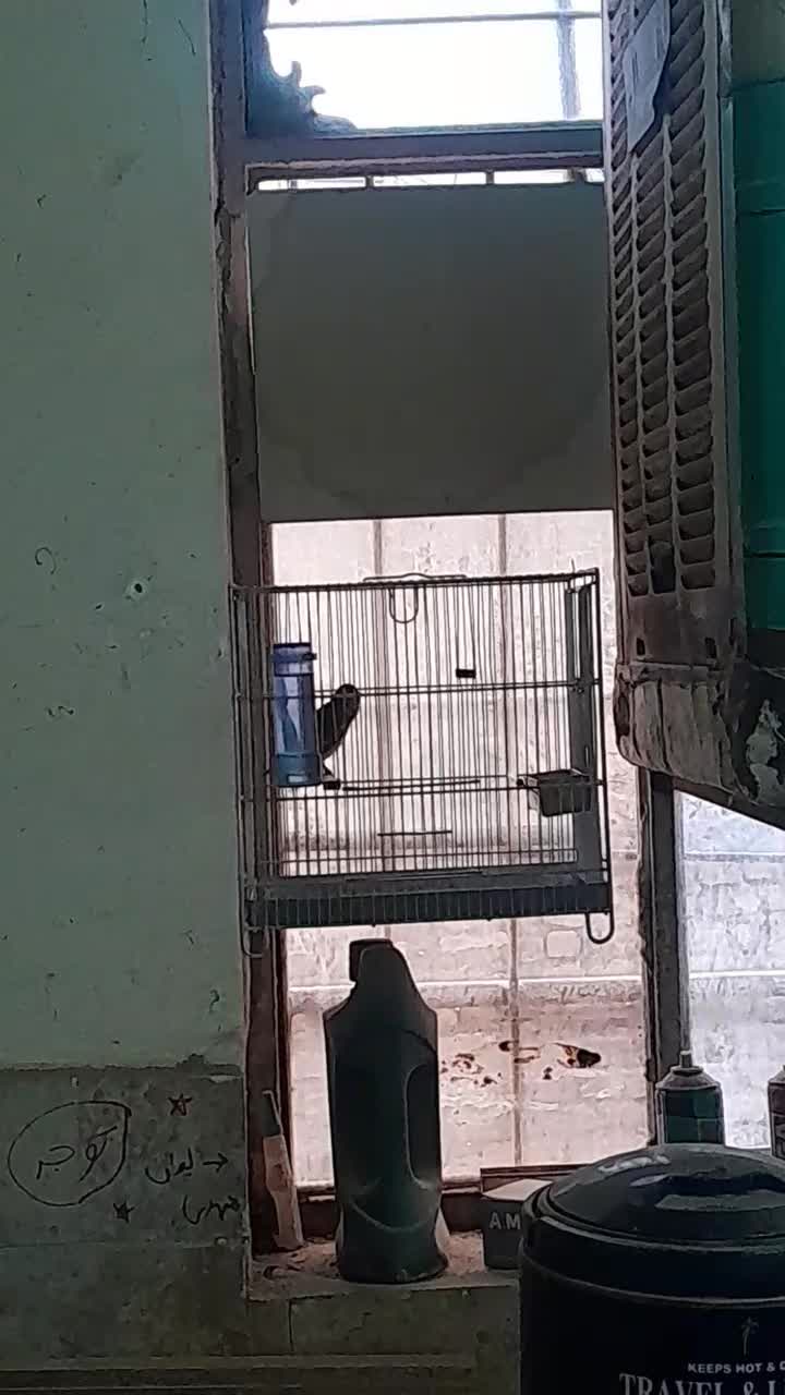 سره قناری لرخون|پرنده|اراک, |دیوار