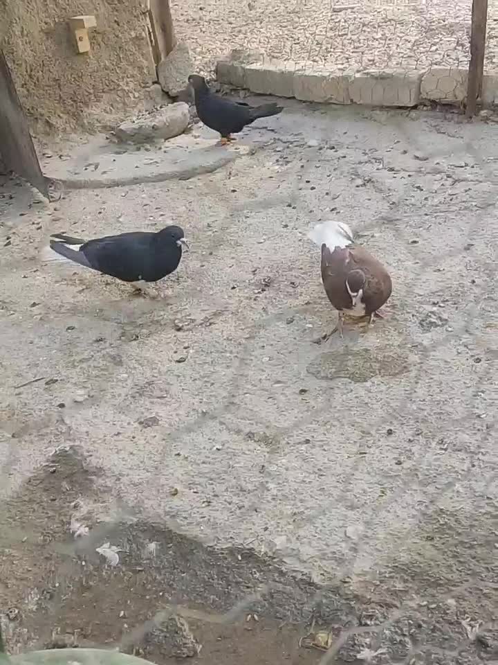 کبوتر|پرنده|سیدان, |دیوار