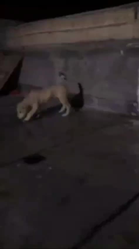 توله سگ پژدر گم شده|حیوانات|اراک, |دیوار